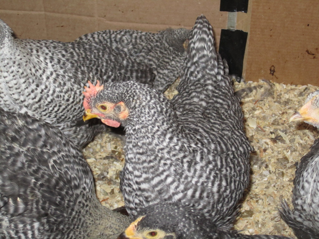 Barred Rock Rooster