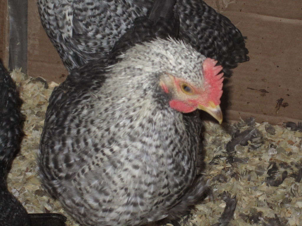 Hybrid Rooster