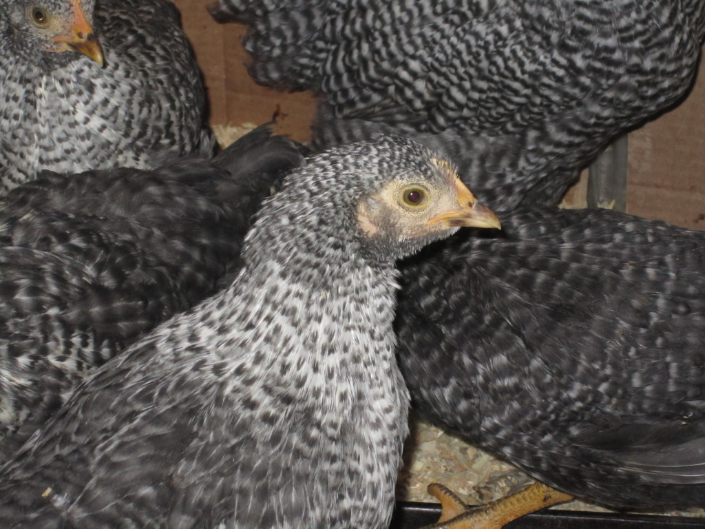 Hybrid Hen