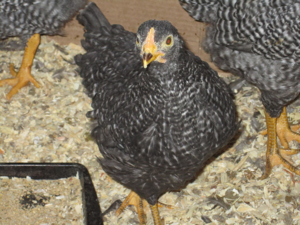 Barred Rock Hen