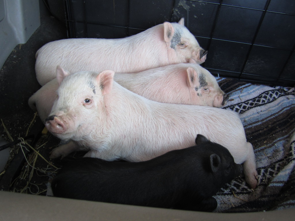permaculture pot bellied pigs