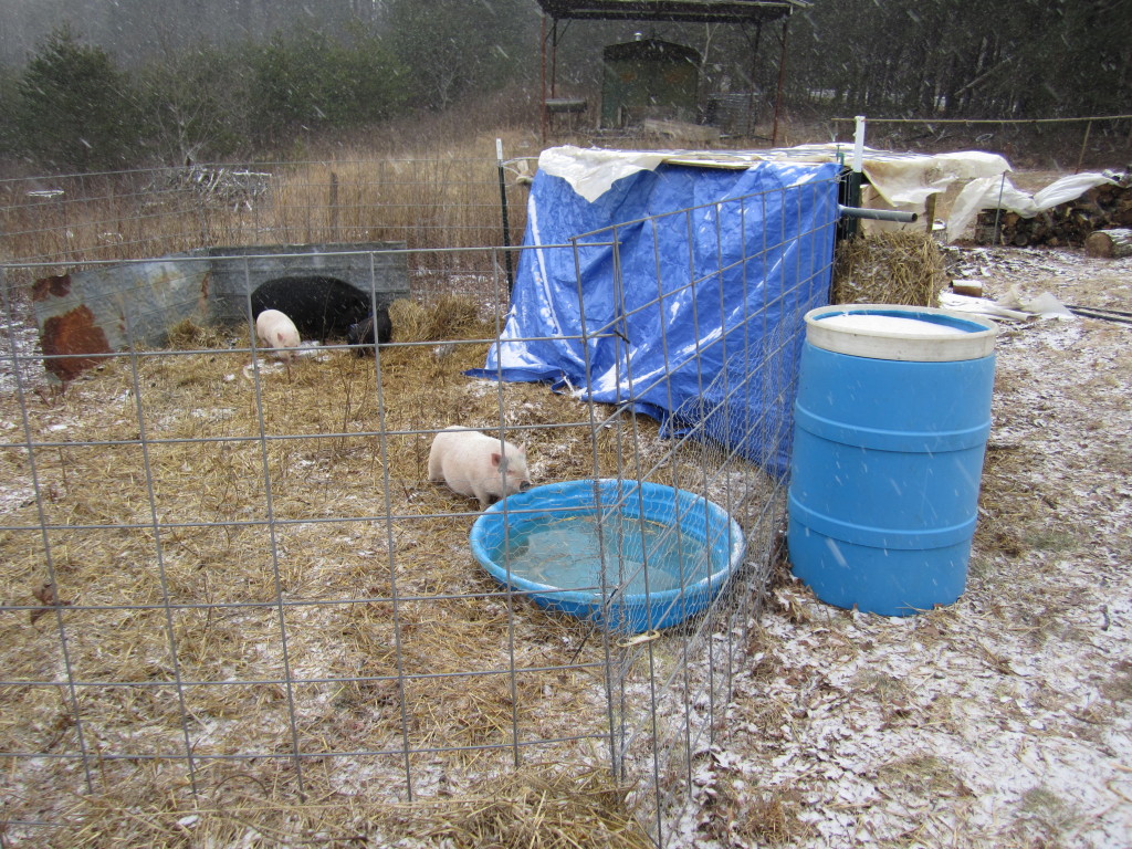 The 3rd side of their shelter... A partial cattle panel with a tarp wrapped around it for blocking the wind.