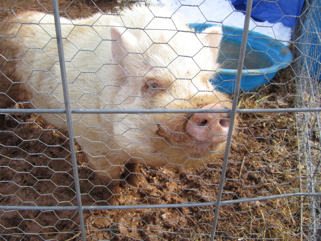 pig