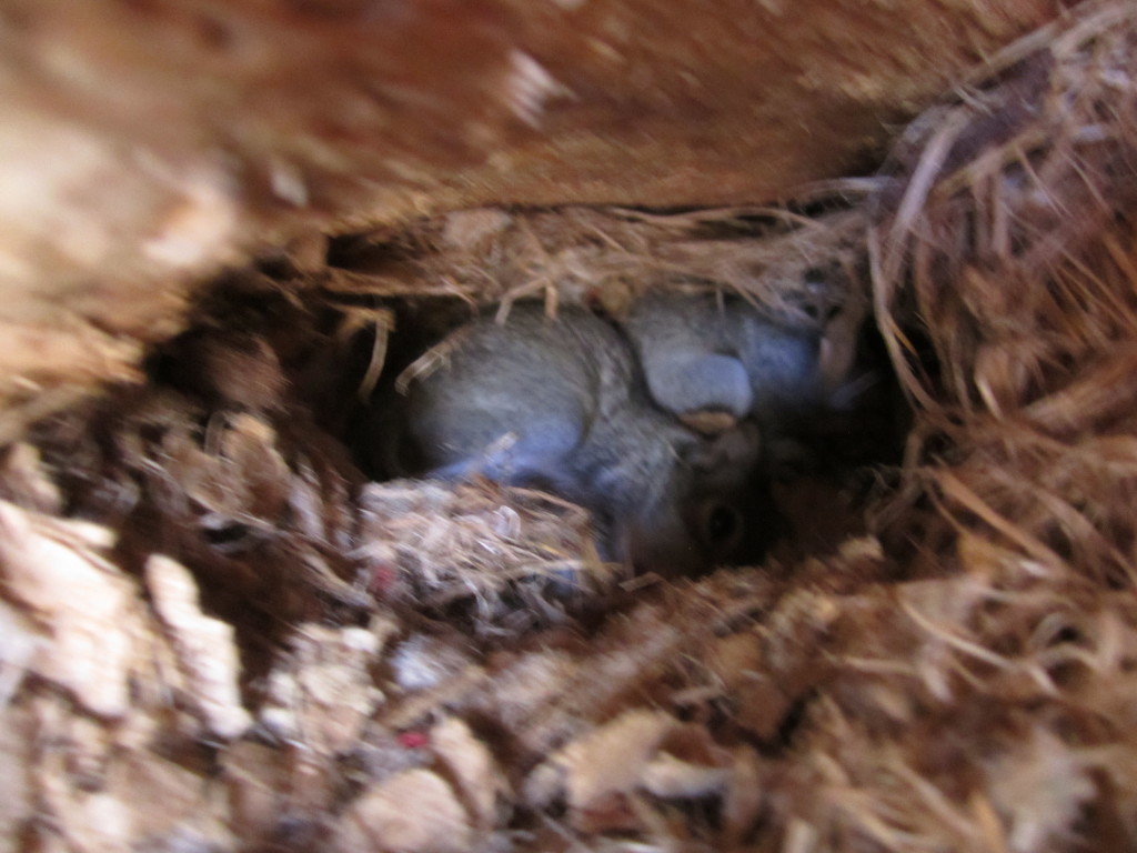 Baby squirrels!