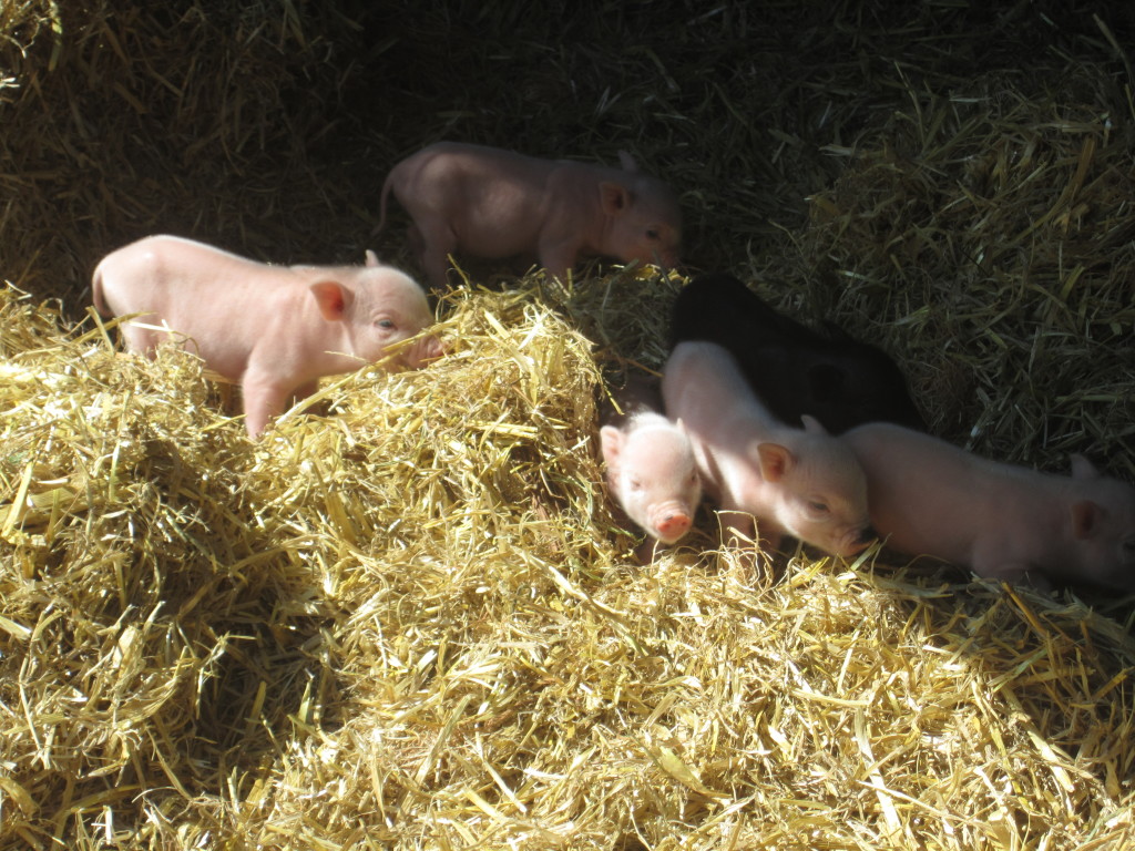 piglets