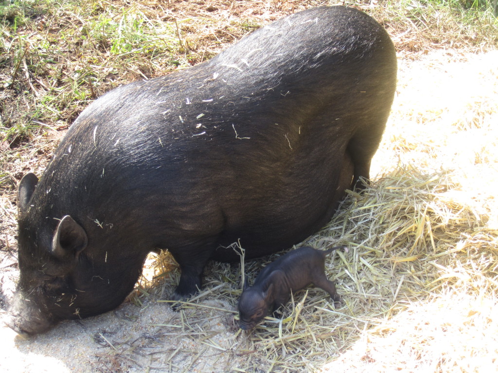 piglets