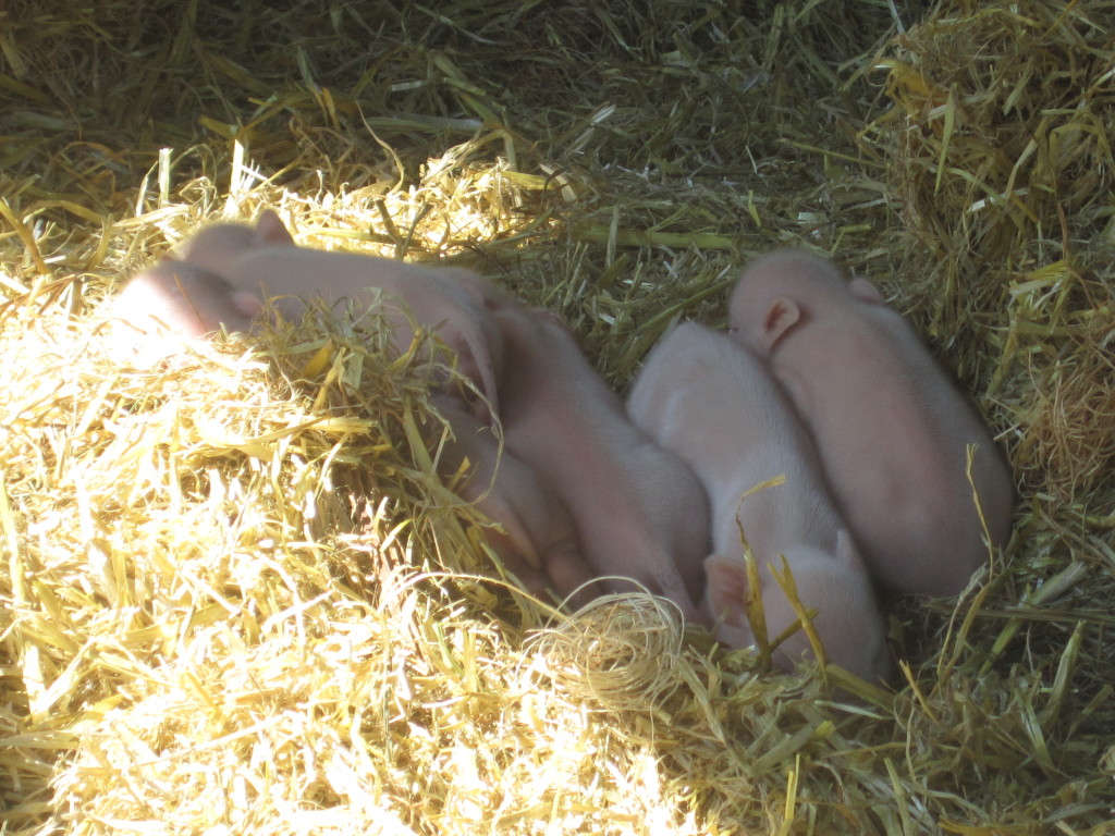 piglets