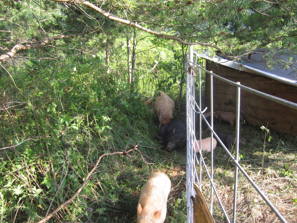 silvopastured pigs