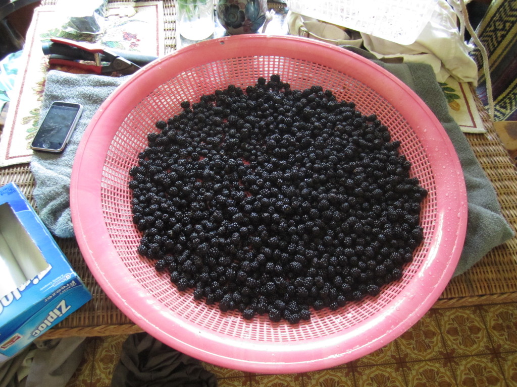 blackberries