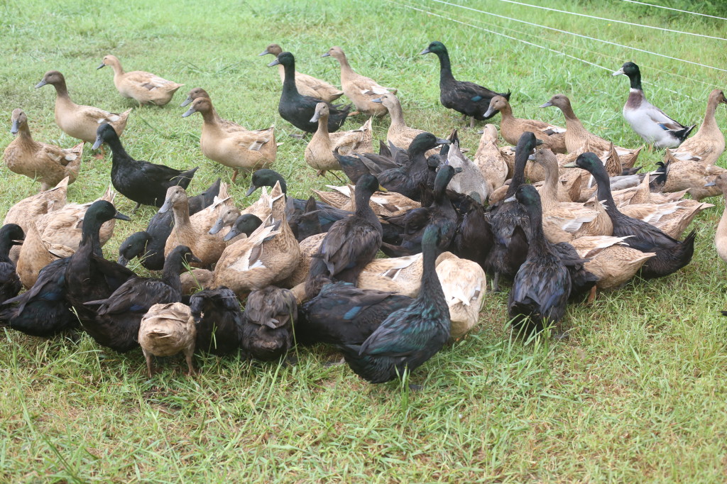 Duck Eggs for Sale | KW Homestead