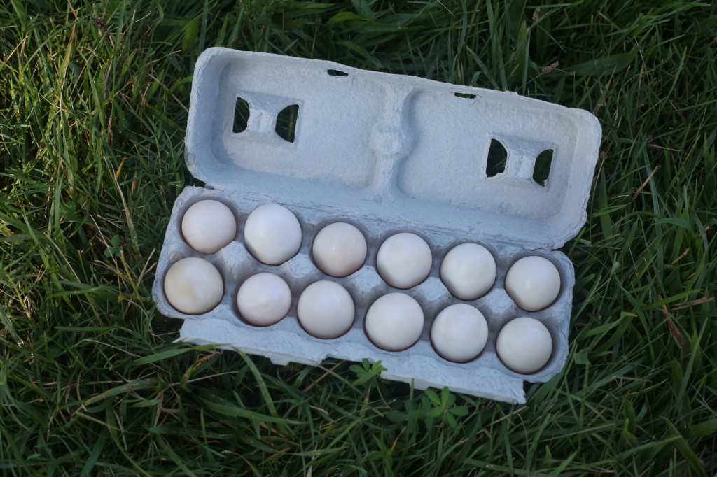 duck eggs