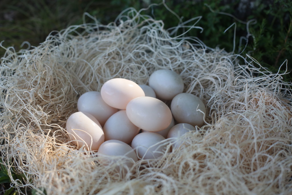 duck eggs