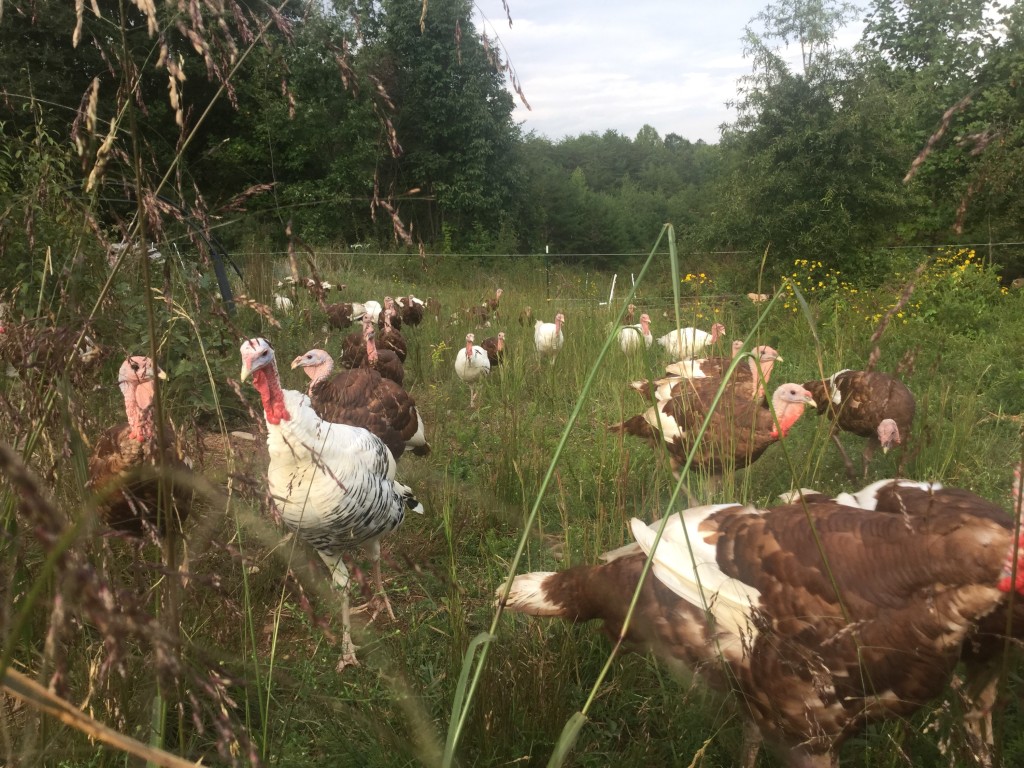 piedmont heritage turkeys