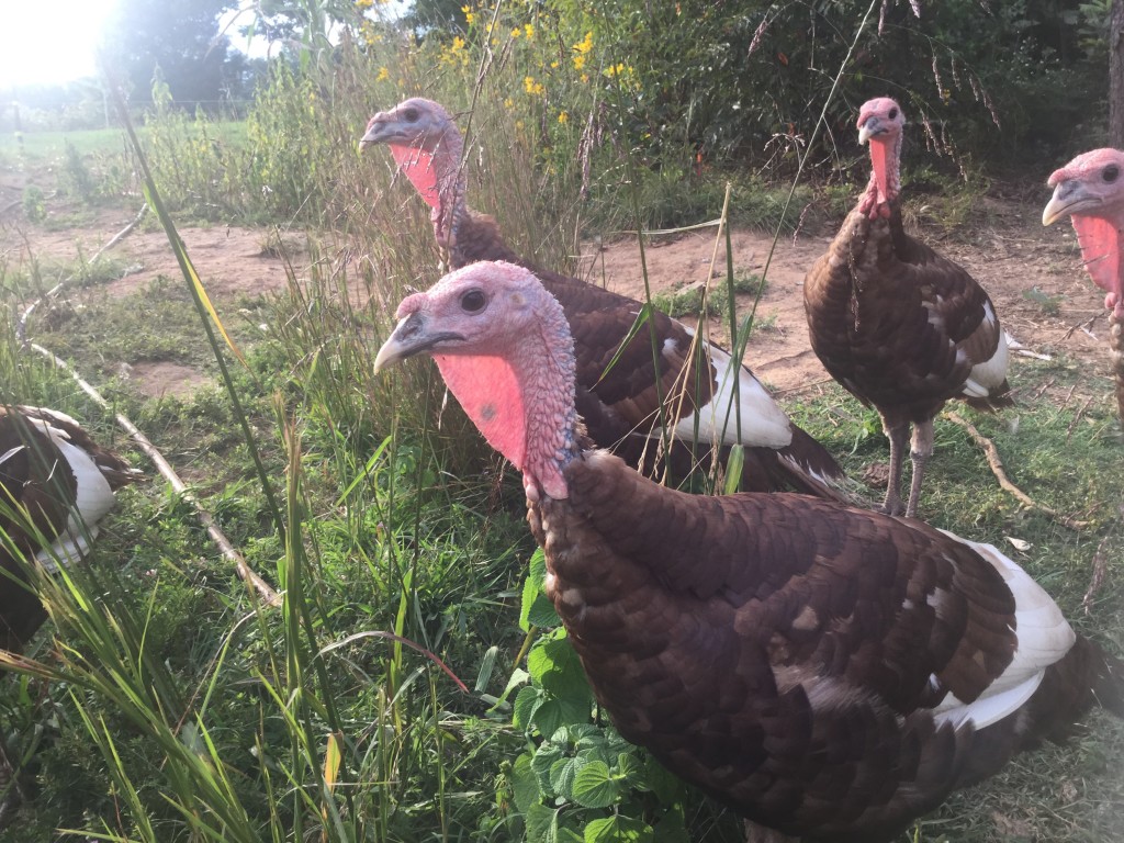 heritage turkeys greensboro