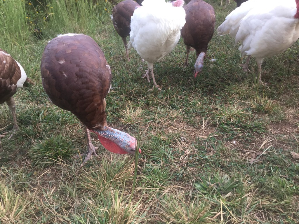 thanksgiving turkey triad