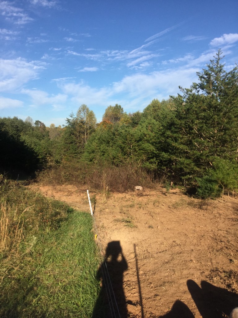 pig clearing land