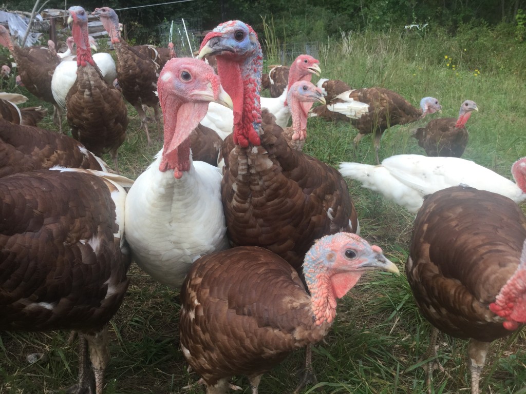 turkeys