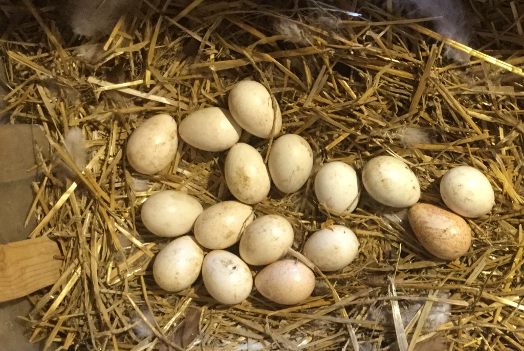 Eggs