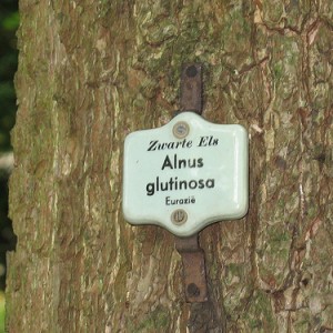 Black Alder Seeds for sale