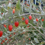 goji berry seeds for sale