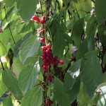 magnolia vine seeds