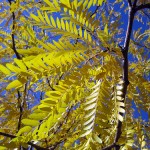 thornless honey locust seeds