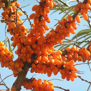 sea buckthorn seeds for sale