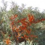 sea buckthorn shrub