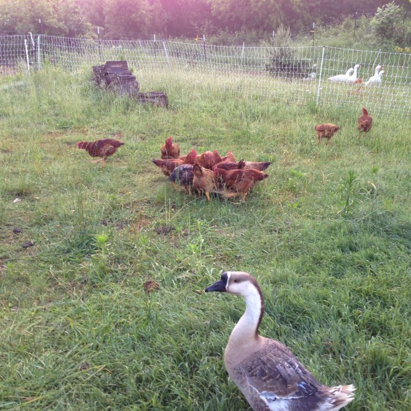Organic chicken greensboro