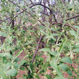 Fruit Trees