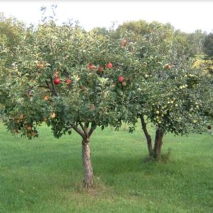 Dwarf Gala Apple Trees for Sale